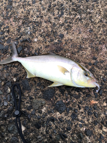 ショゴの釣果