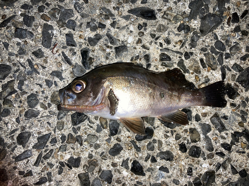 メバルの釣果