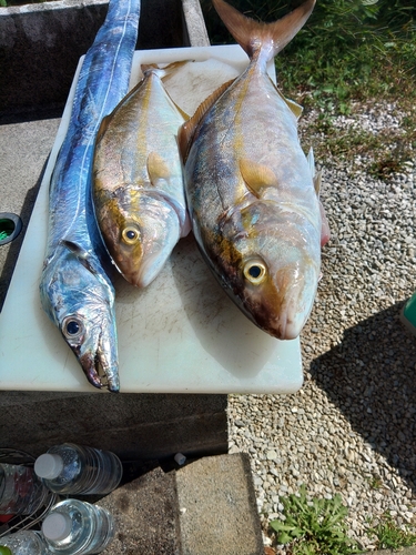 タチウオの釣果