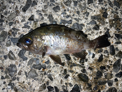 メバルの釣果