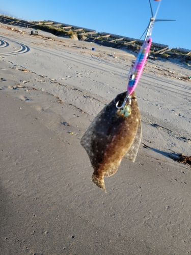 ソゲの釣果