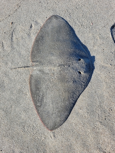 ツバクロエイの釣果