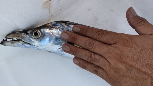 タチウオの釣果