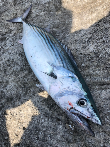 ハガツオの釣果