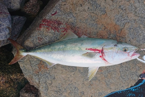 ハマチの釣果