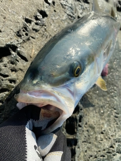 ハマチの釣果