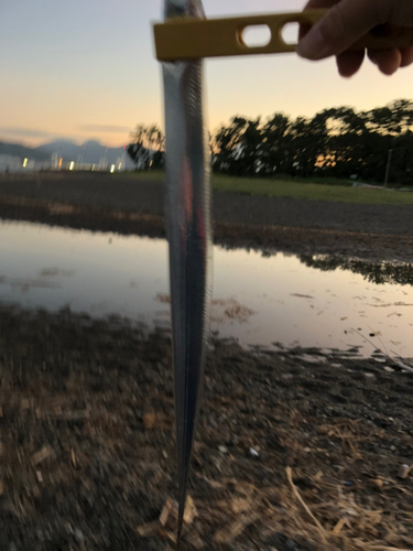 タチウオの釣果