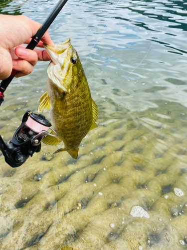 スモールマウスバスの釣果