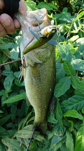 ブラックバスの釣果