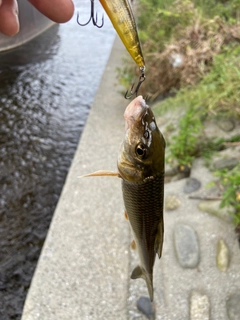 ニゴイの釣果