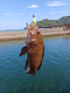 オオモンハタの釣果