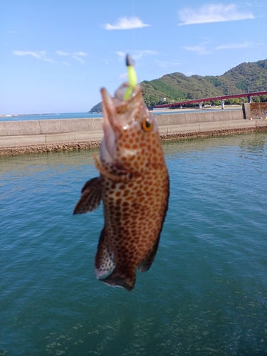 オオモンハタの釣果