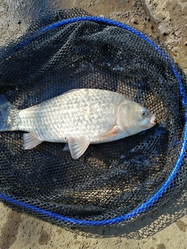 マブナの釣果