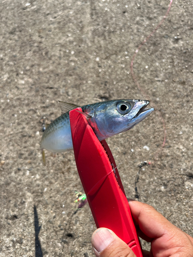 サバの釣果