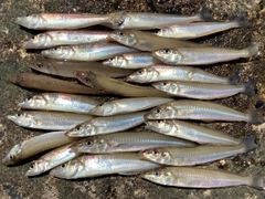 キスの釣果
