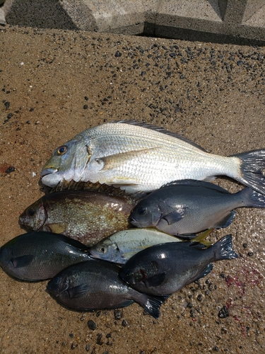 ヘダイの釣果