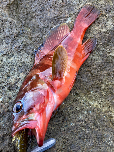 アカハタの釣果