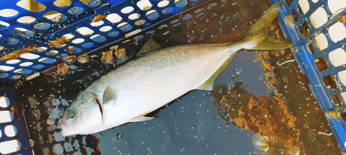 イナダの釣果