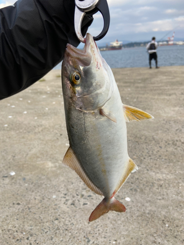 ショゴの釣果