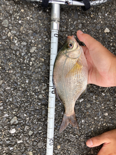 ウミタナゴの釣果