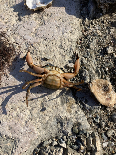 カニの釣果