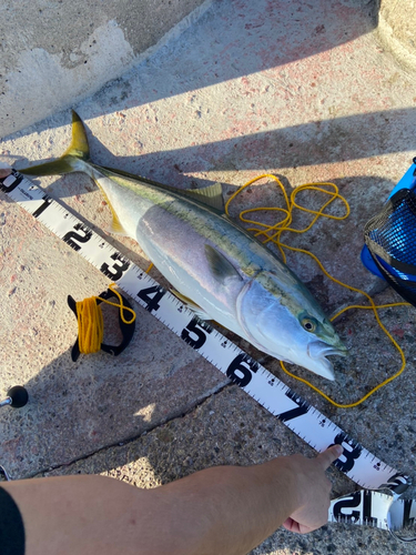 メジロの釣果