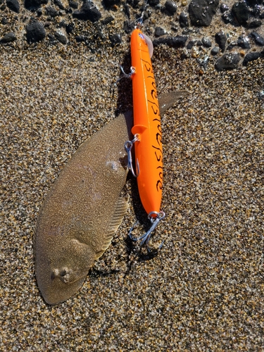 シタビラメの釣果