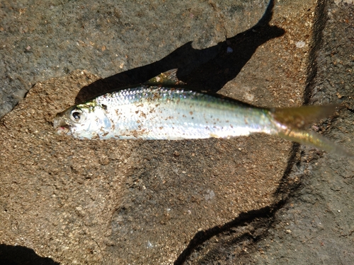 コノシロの釣果