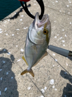 ショゴの釣果