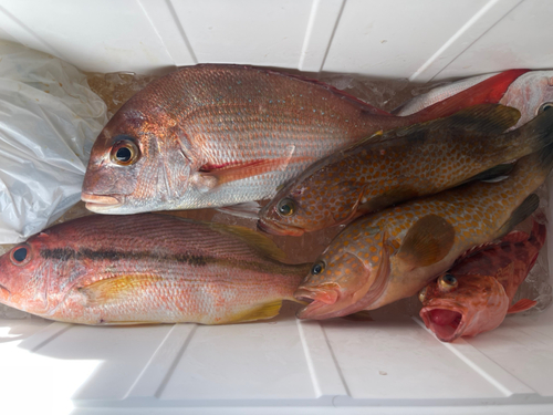 マダイの釣果