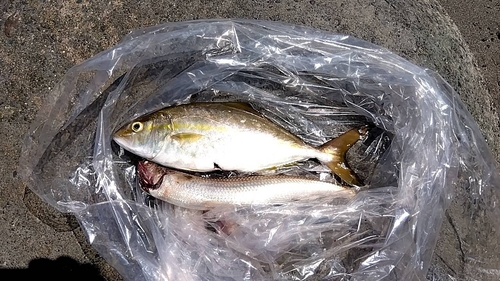 ショゴの釣果