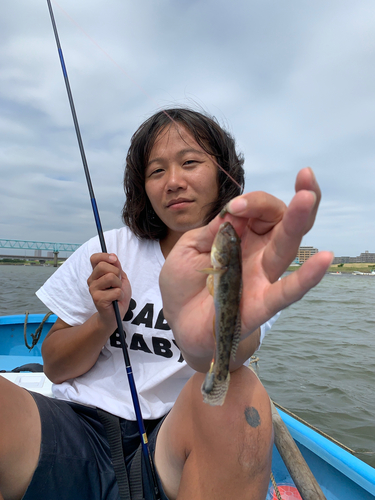 マハゼの釣果