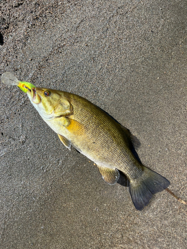 スモールマウスバスの釣果