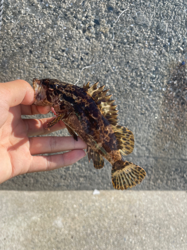 タケノコメバルの釣果