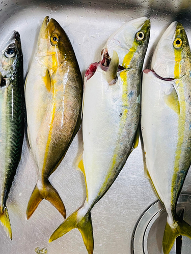 ネリゴの釣果