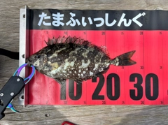 アイゴの釣果