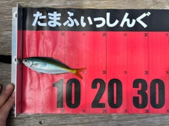 タカベの釣果