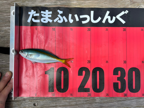 タカベの釣果