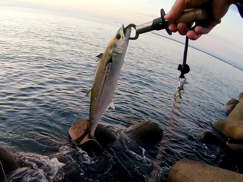 サゴシの釣果