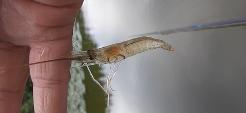 テナガエビの釣果