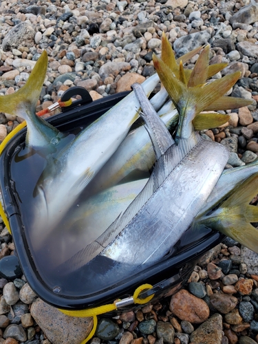 ツバイソの釣果