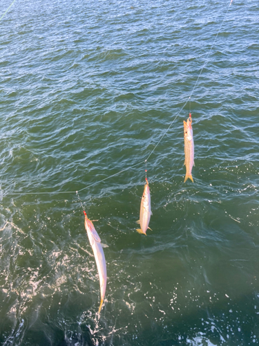 カマスの釣果