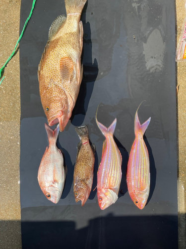 オオモンハタの釣果