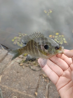 ブルーギルの釣果