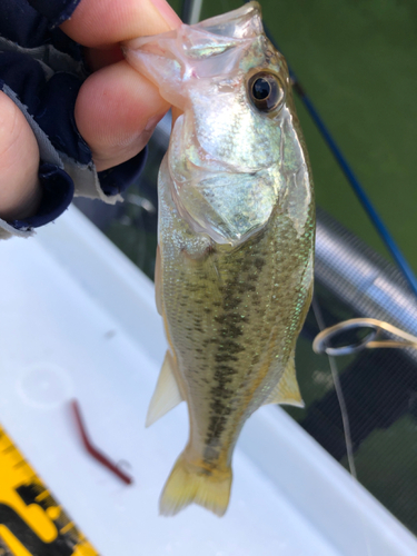 ラージマウスバスの釣果