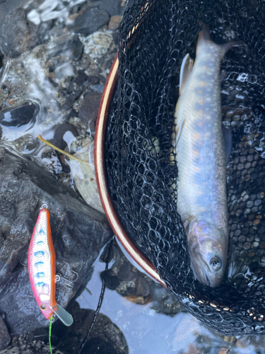 イワナの釣果