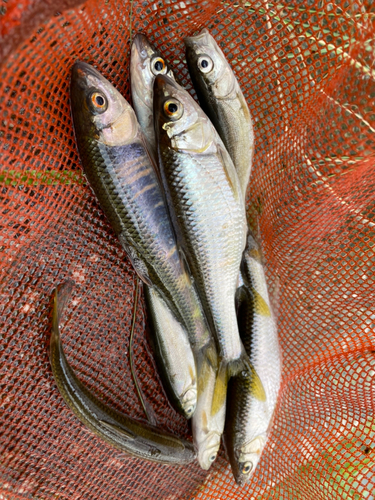 オイカワの釣果