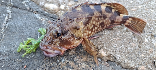 カサゴの釣果