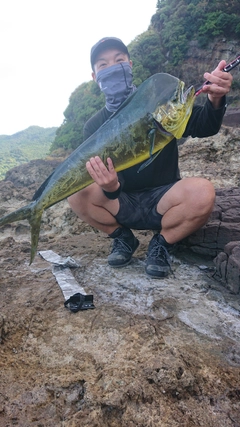 シイラの釣果