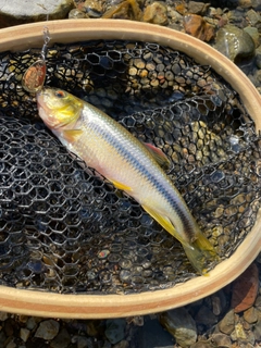 カワムツの釣果